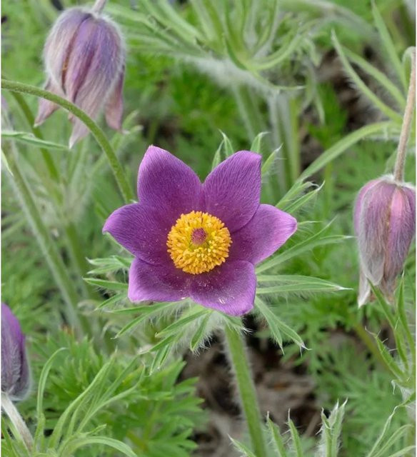 Küchenschelle Violet Shades Pulsatilla vulgaris in Violett für Steingärten, Kübel und Freiland - Bild 1
