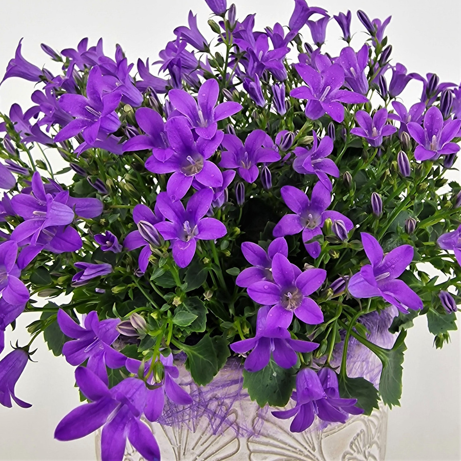 Campanula Glockenblume in Blau oder Lila als mehrjährige Topfpflanze für den Garten und Außenbereich - Bild 2