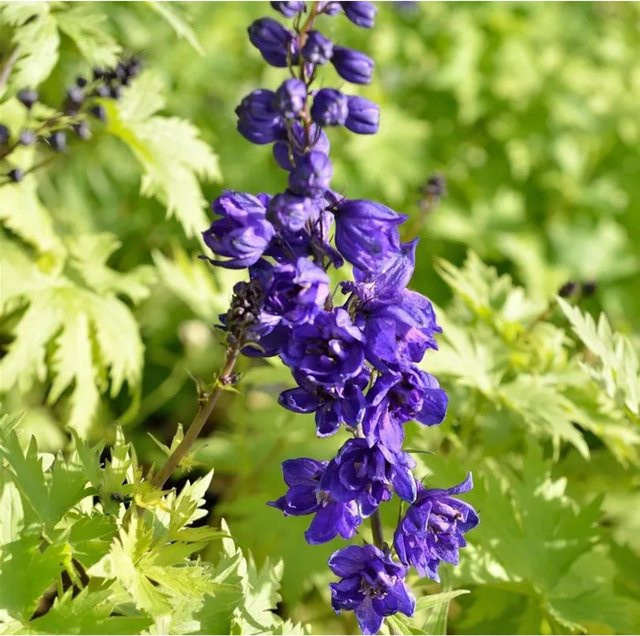 Hoher Rittersporn Delphinium elatum in Lila von Nr-01.de als mehrjährige Gartenpflanze im Topf - Bild 1