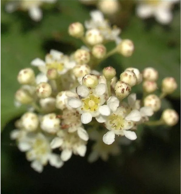 Stephanandra incisa Kranzspiere weiß und grün als Zierstrauch und Bodendecker für den Außenbereich, Höhe: 20-30 cm - Bild 1