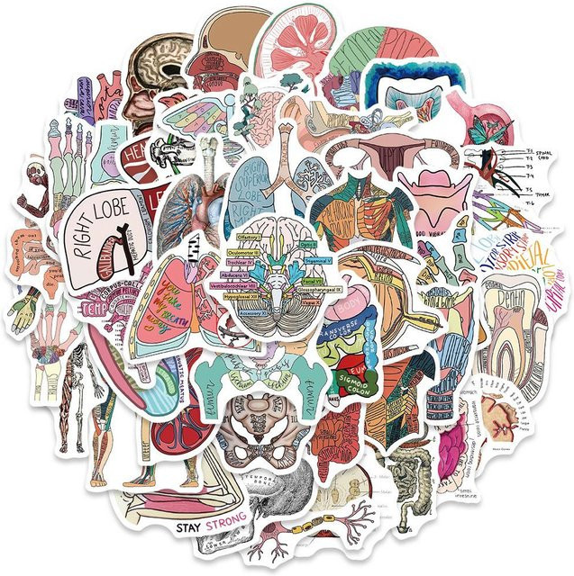 Binchi Anatomie und Physiologie Aufkleber Skelett Abziehbilder Wasserdicht Medizinische Dekoration Mehrfarbig - Bild 1