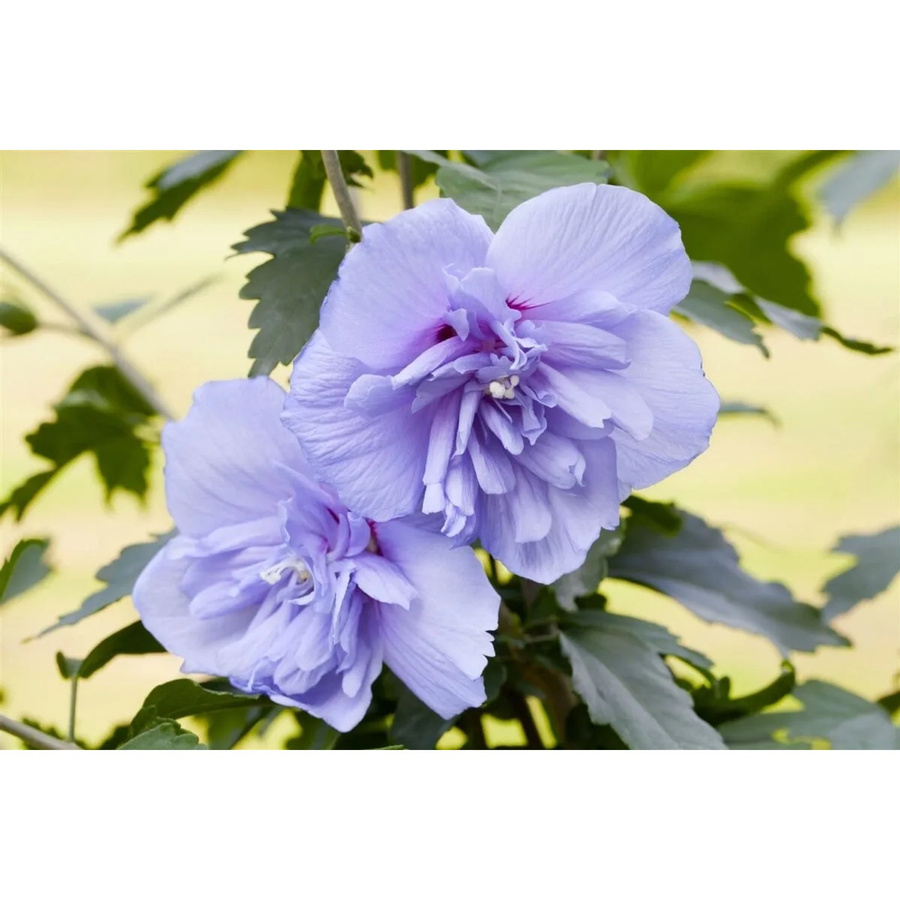 Hibiscus syriacus Garten-Eibisch Blue Chiffon von Pflanzen für dich, pflegeleichte Gartenpflanze für Beet, Hecke oder Terrasse, Höhe: 60-80 cm - Bild 2
