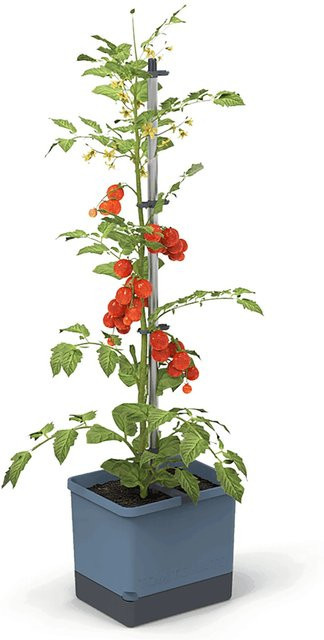 Gusta Garden Pflanztopf Tom Tomato Blau - Bild 1