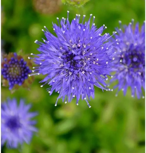 Sandglöckchen Jasione laevis blaue Staude für Steingärten und Staudenbeete - Bild 1