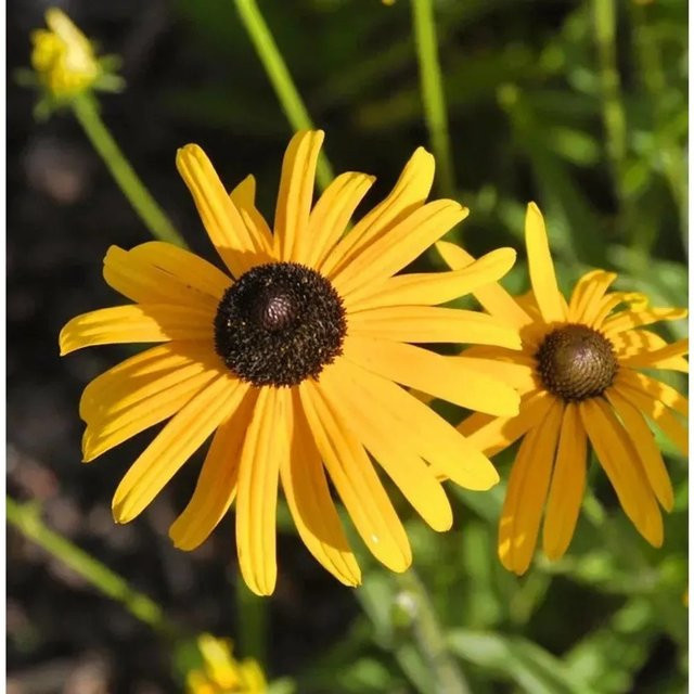 Sonnenhut Speciosa Rudbeckia fulgida gelb-goldene Staude für Staudenbeete und Schnittblumen - Bild 1