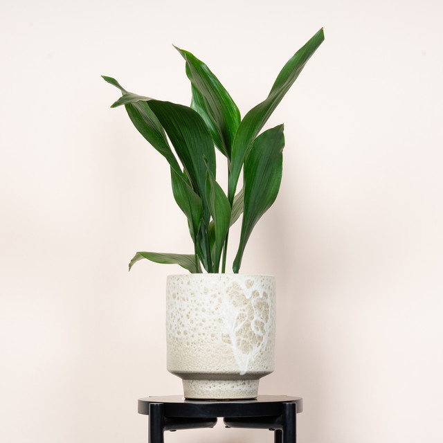 Keramik Übertopf BLUME2000 Lavamotiv in Beige, Höhe: 22,0 cm, Breite: 20,0 cm, Tiefe: 20,0 cm - Bild 1