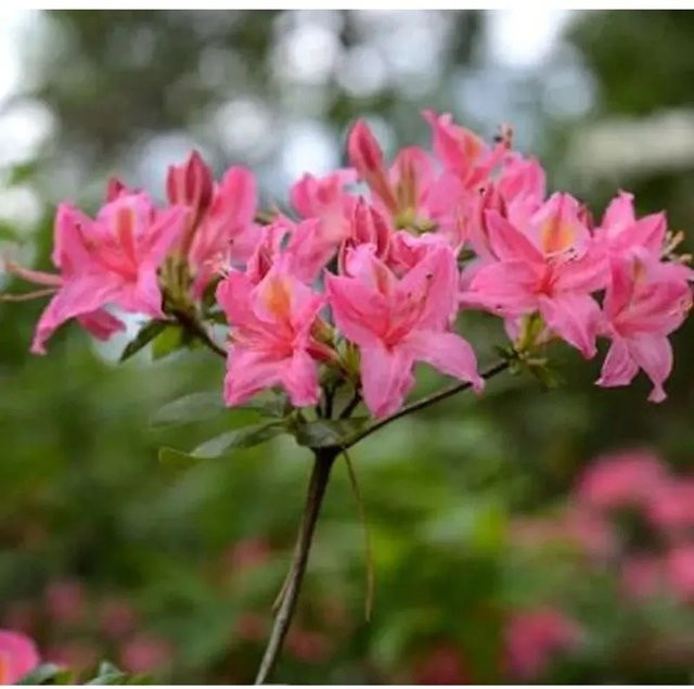 Rhododendron viscosum Pennsylvania Strauch von Nr-01.de Höhe: 40-50 cm - Bild 1