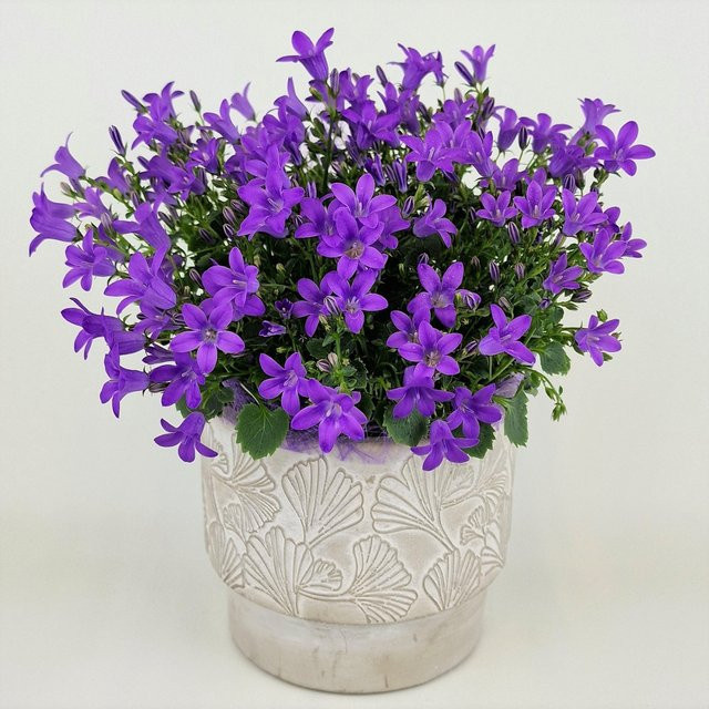 Campanula Glockenblume in Blau oder Lila als mehrjährige Topfpflanze für den Garten und Außenbereich - Bild 1