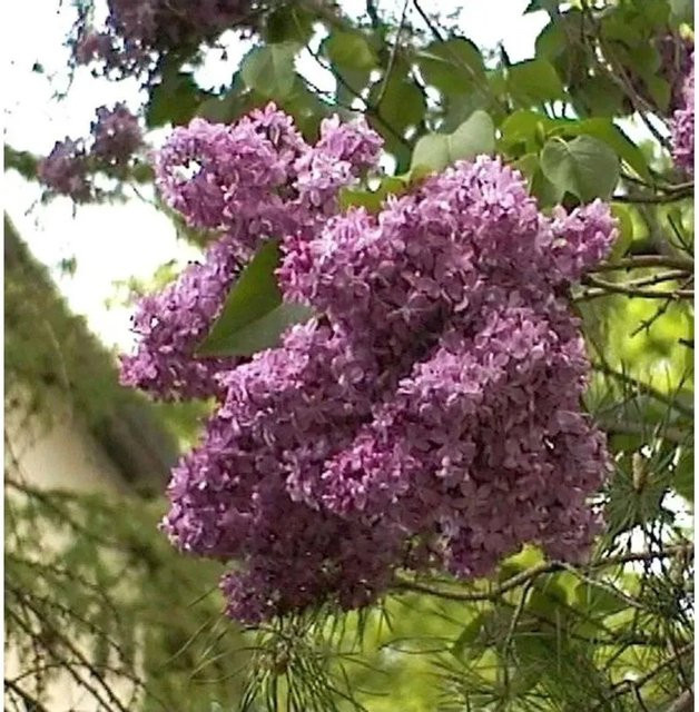 Edelflieder Mrs Edward Harding Syringa vulgaris in Lila, 40-60 cm - Bild 1
