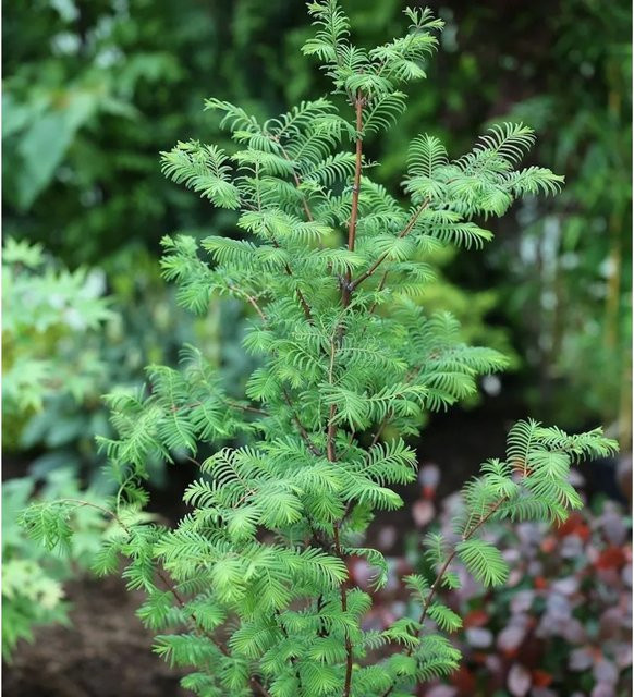 Metasequoia Urweltmammutbaum Chinesisches Rotholz für deinen Garten, Höhe: 125-150 cm - Bild 1