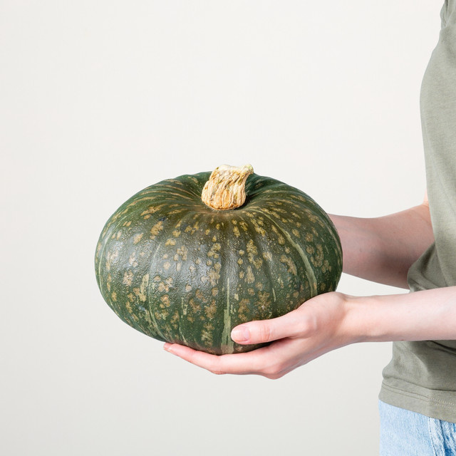 Zierkürbis Delica von BLUME2000 in Grün für deine Herbstdeko - Bild 1