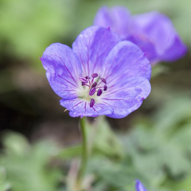 Storchschnabel Geranium Rozanne in Violett als pflegeleichte, blühende Staude zur Bodendeckung - Bild 1