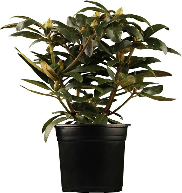 GROW by OBI Yaku-Rhododendron Blütezeit Rotviolett Zierstrauch - Bild 1
