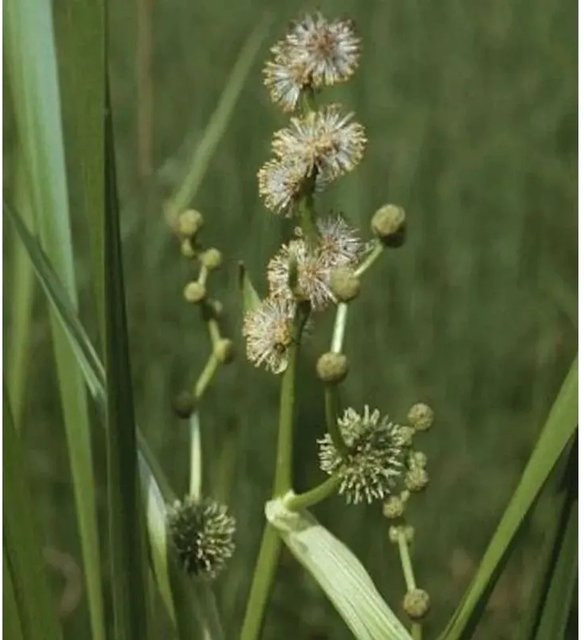 Aufrechter Igelkolben Sparganium erectum für Teiche und Wasserbecken von Nr-01.de in Grün - Bild 1