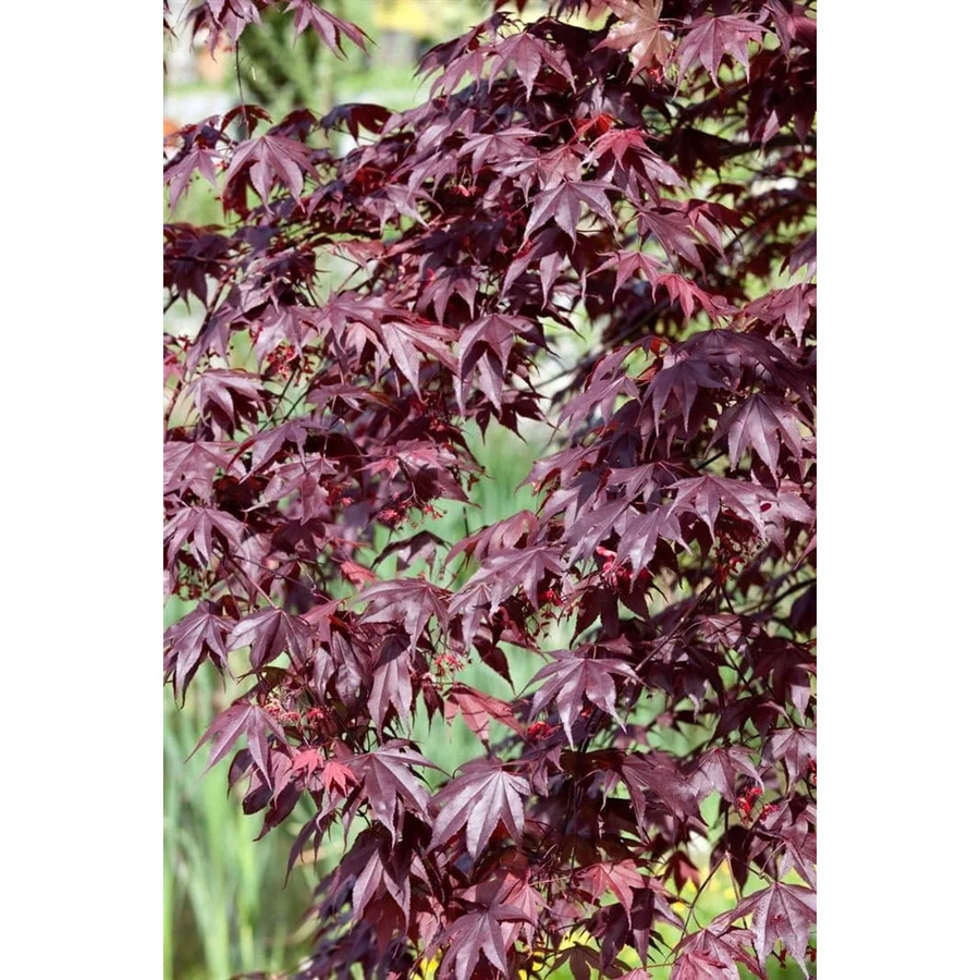 Acer Palmatum Shojo Nomura Japanischer Ahorn Rot 60–80 cm - Bild 2