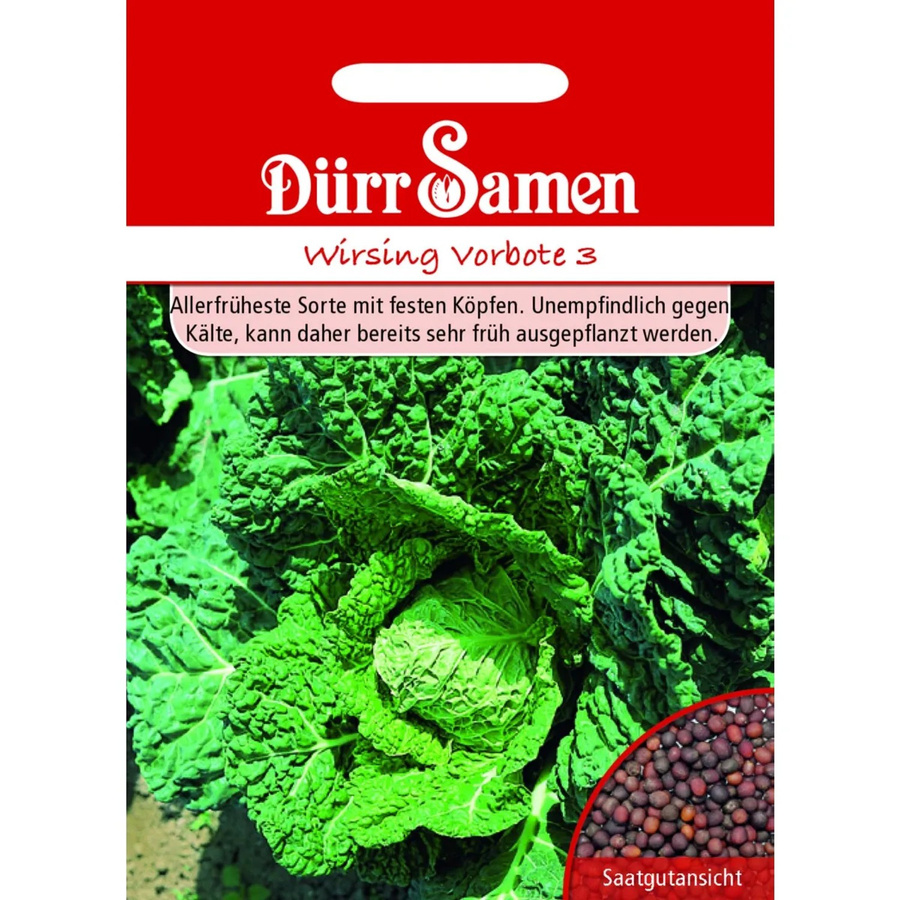 Dürr Samen Wirsing Vorbote Saatgut für die Frühsaat - Bild 2