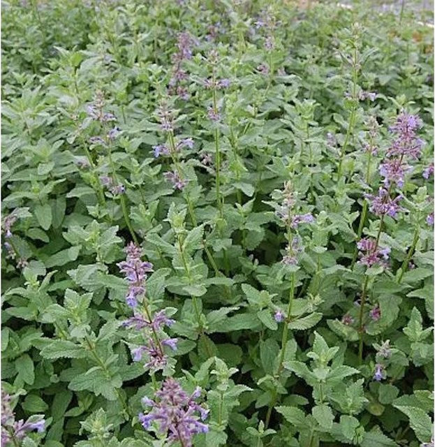 Katzenminze Nepeta grandiflora Bramdean in violett als mehrjährige Gartenpflanze im Topf - Bild 1