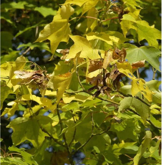 Kolchischer Gold-Ahorn Acer cappadocicum Aureum, gelber Zierbaum für den Garten, Höhe: 80-100 cm - Bild 1