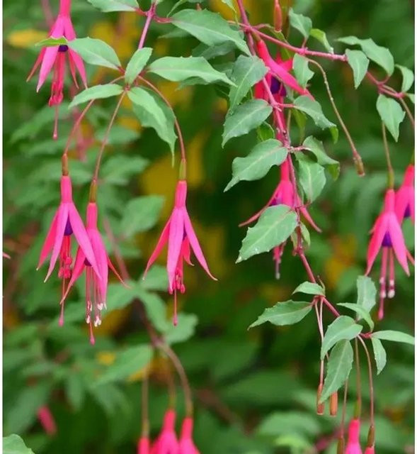 Fuchsia Riccartoni Fuchsia magellanica Pink Stauden von Nr-01.de - Bild 1