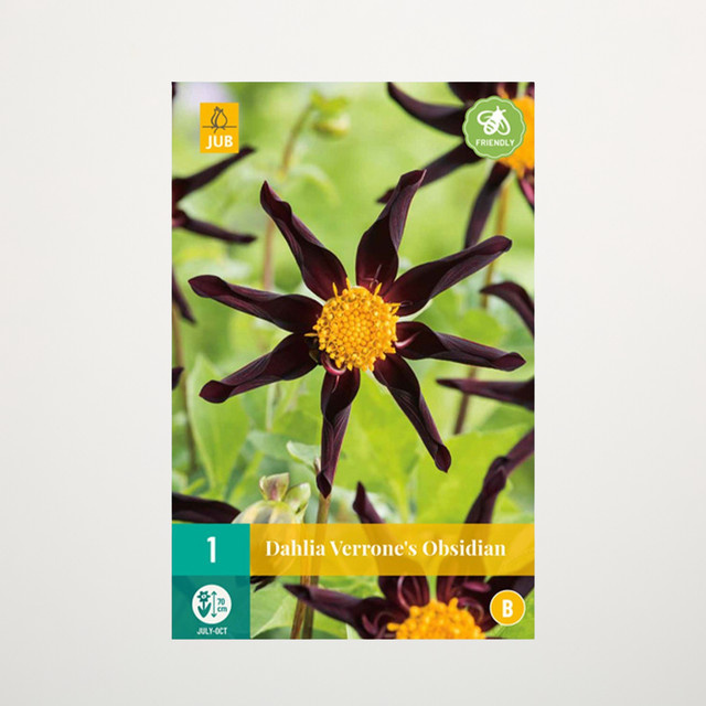 Orchideen-Dahlie Verrone's Obsidian Knolle von BLUME2000 - Bild 1