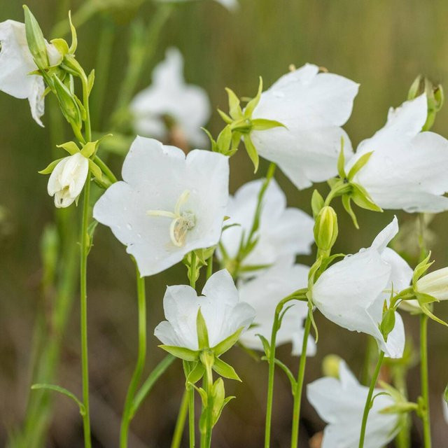 Pfirsichblättrige Glockenblume Campanula Grandiflora Alba, weiß, mehrjährige Gartenpflanze - Bild 1