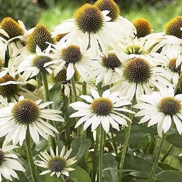 6er Set Arborix Echinacea purpurea Avalanche Sonnenhut mit weißen Blüten im 9cm Topf - Bild 1