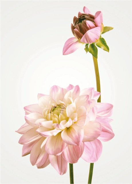 Komar Wandbild Dahlia Paper Poster Breite: 30 cm, Höhe: 40 cm - Bild 1