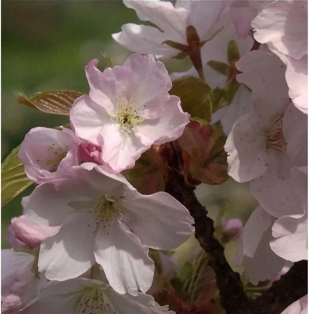 Zwerg Zierkirsche Saki Prunus mit pinken Blüten, Höhe: 80-100 cm - Bild 1