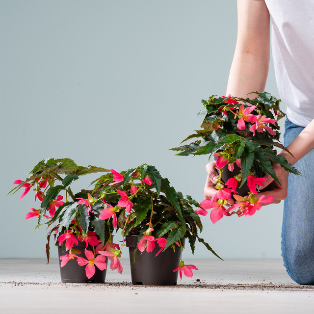 3er Set Begonia boliviensis Hänge-Begonien in Rosa von BLUME2000 für Balkon und Blumenampeln - Bild 1