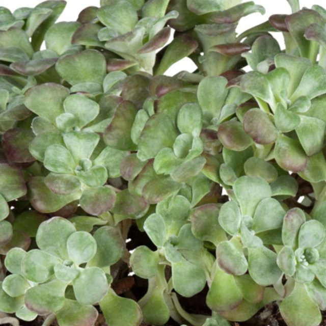 Garten-Fetthenne Sedum Purpureum als mehrjährige Staude für deinen Ziergarten - Bild 1