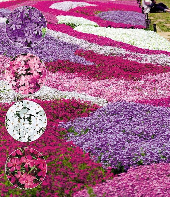 Phlox-Mix Flowers of the Sea - Bild 1