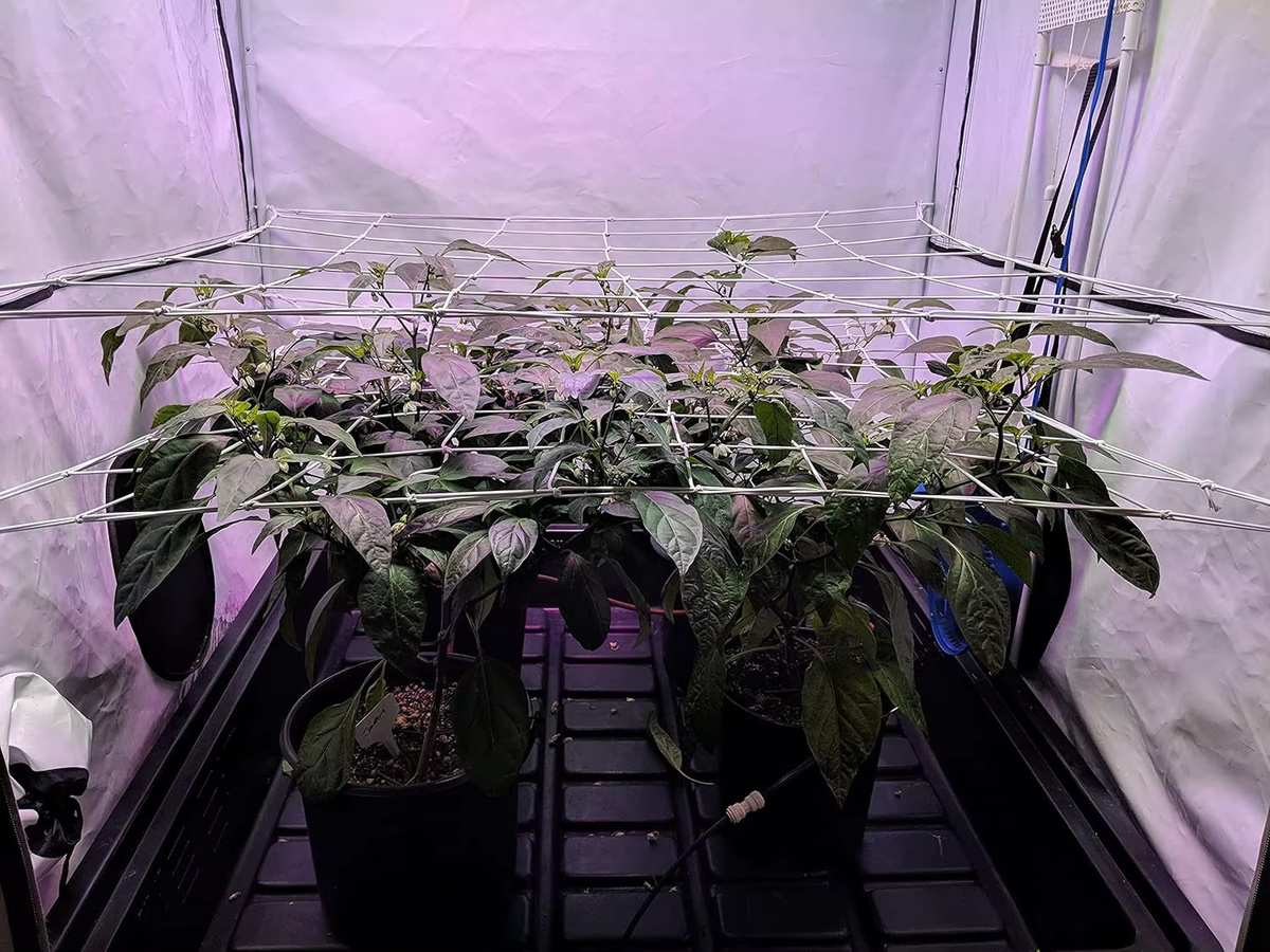 Robustes weißes Mesh Grow Zelt-Spaliernetz mit Stahlhaken zur Unterstützung deiner Indoor-Pflanzen, B/H: 60 x 60 cm - Bild 2