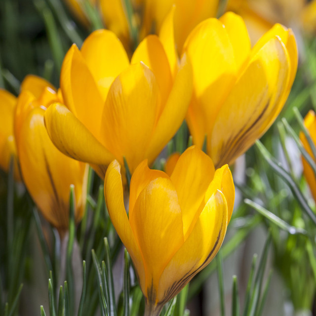 Krokus Gelb von BLUME2000, 3 Stück - Bild 1