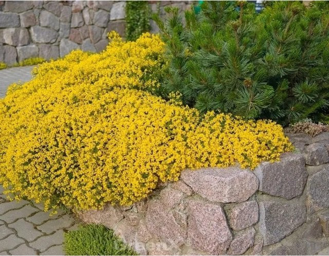 Genista pulchella Ginster gelb, Höhe: 30 cm - Bild 1