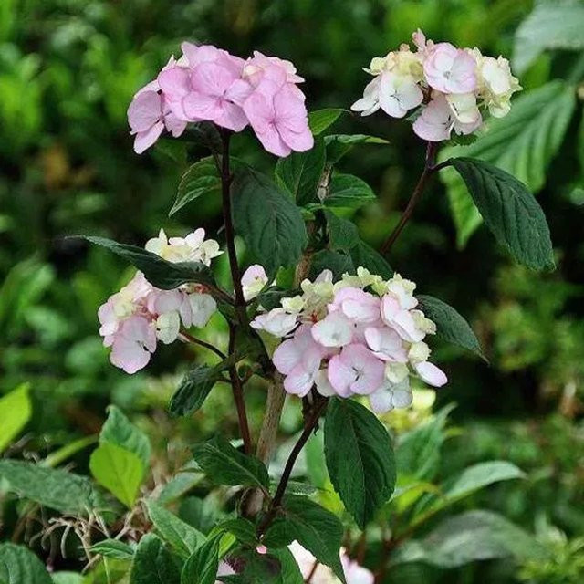 Arborix Tellerhortensie Preziosa Hydrangea serrata in Pink und Rot im Container, Höhe: 30 cm - Bild 1