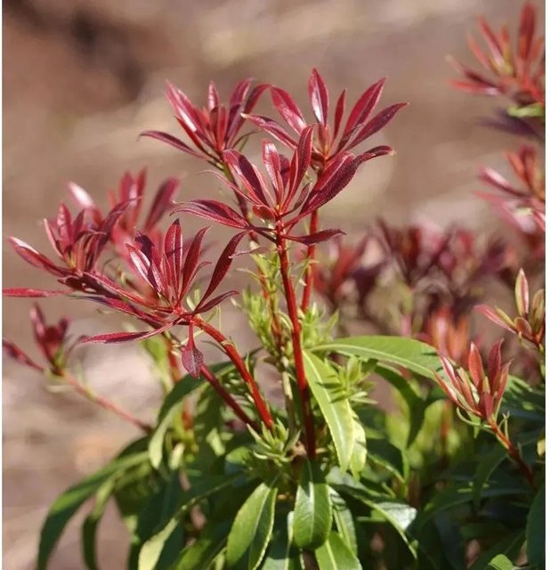Pieris japonica Schattenglöckchen Lavendelheide Red Mill Strauch, Rot und Weiß, 15-20 cm - Bild 1