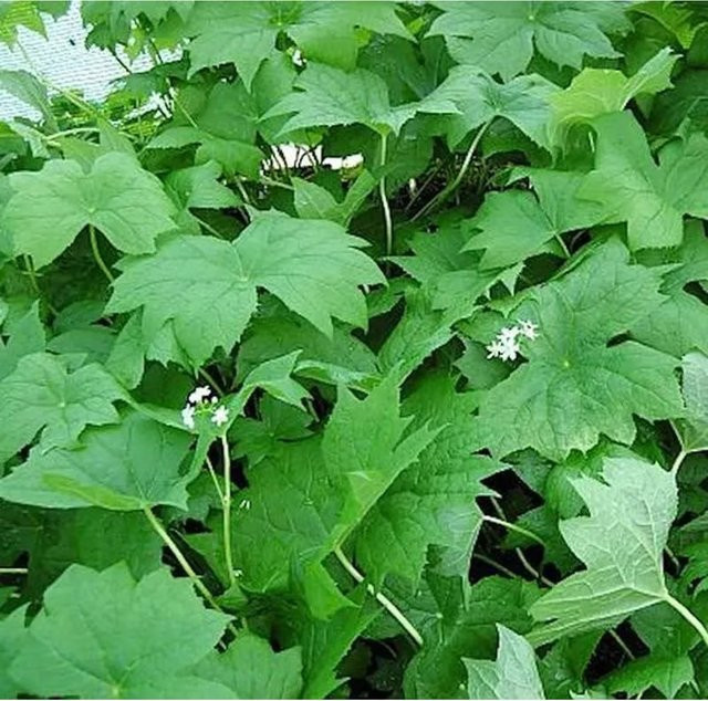 Diphylleia cymosa Schirmblatt Strauch in Grün - Bild 1