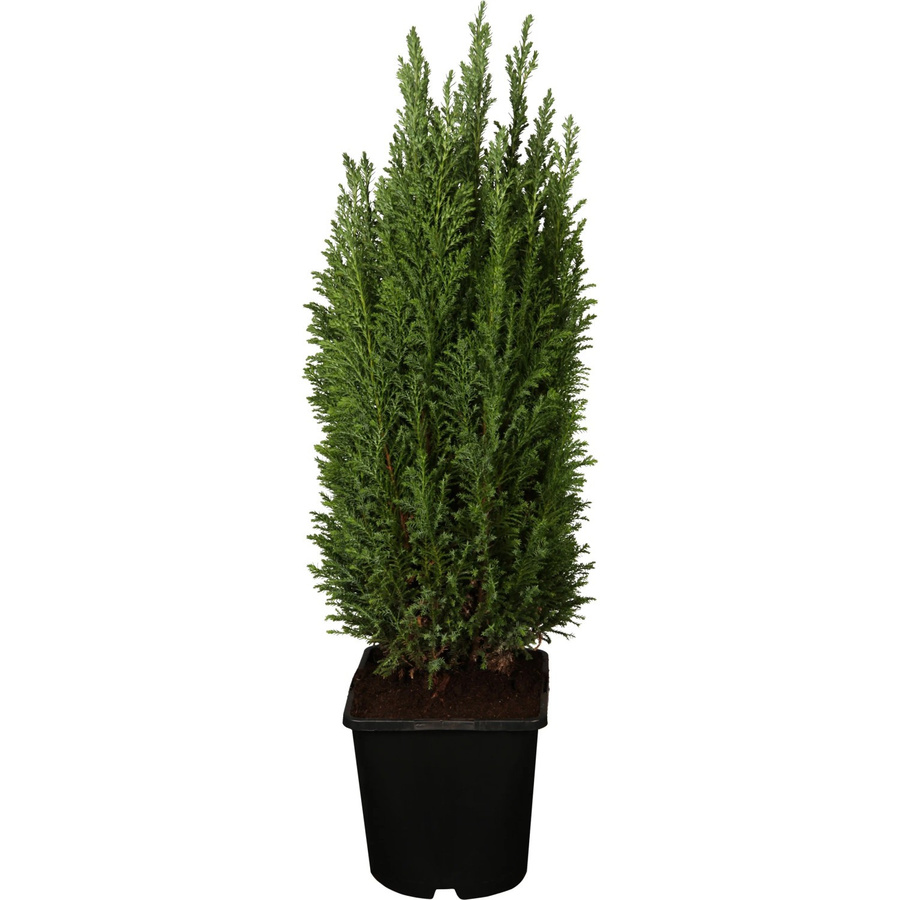 GROW by OBI Kegelzypresse Ellwoodii Silberblau Nadelgehölz Höhe: 10-20 cm - Bild 2