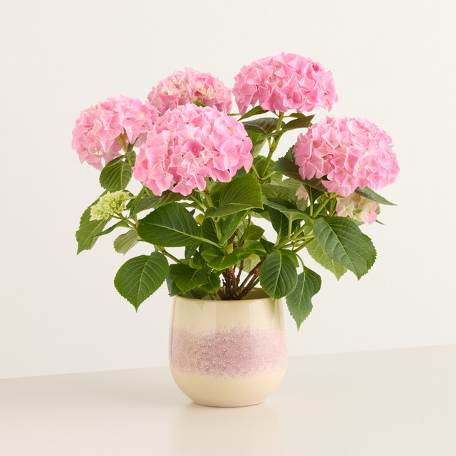 BLUME2000 Topfpflanze Rosa Träume in Keramik für Balkon und Terrasse - Bild 1