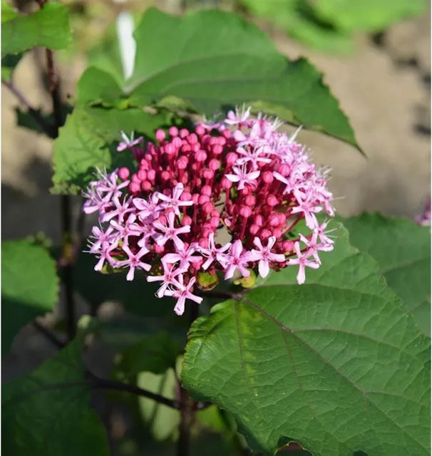 Clerodendrum bungei China Losbaum für deinen Garten, Höhe: 80-100 cm - Bild 1