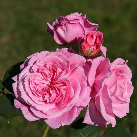 Parfuma Beetrose Rosengräfin Marie Henriette in Rosa