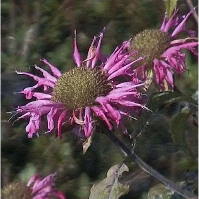 Monarda fistulosa Indianernessel als winterharte Staude für Rabatten und Staudenbeete - Bild 1
