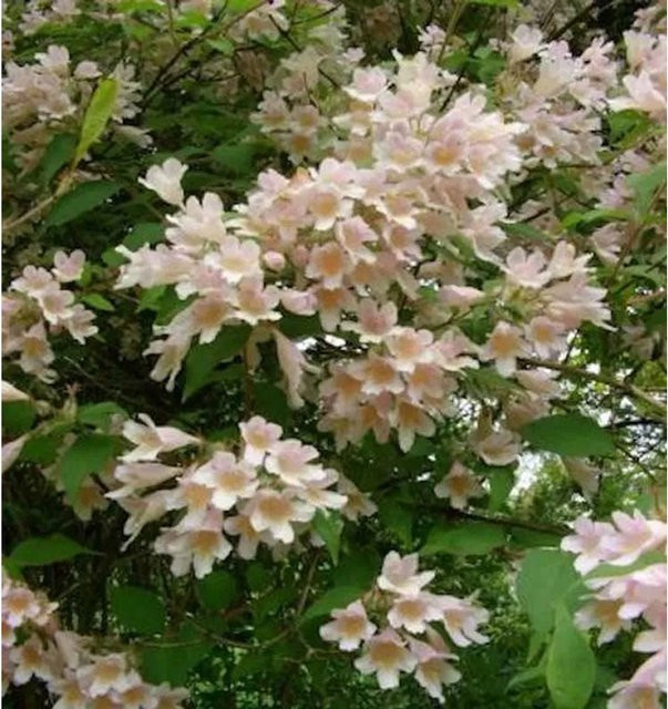 Perlmuttstrauch Kolkwitzie Maradco Kolkwitzia amabilis in Weiß, Rosa und Pink, Höhe: 80-100 cm - Bild 1