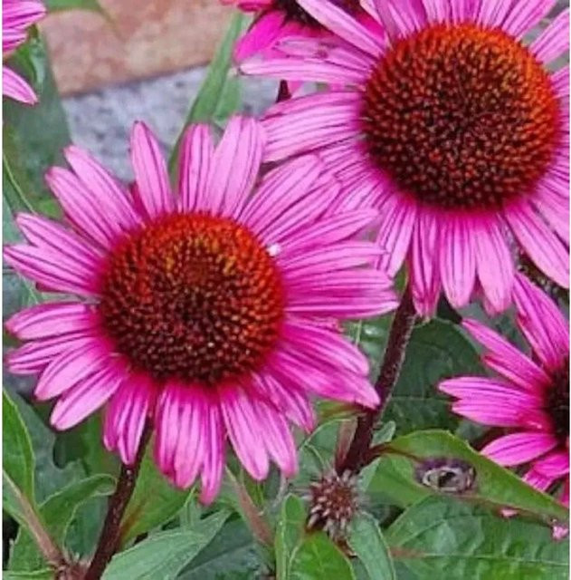 Echinacea purpurea Sonnenhut Fatal Attraction rote Schnittblumepflanze im Topf - Bild 1