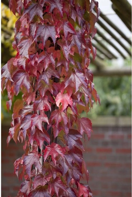 Parthenocissus Tricuspidata Veitchii Robusta Kletterpflanze, Grün und Rot, Höhe: 60–100 cm - Bild 1