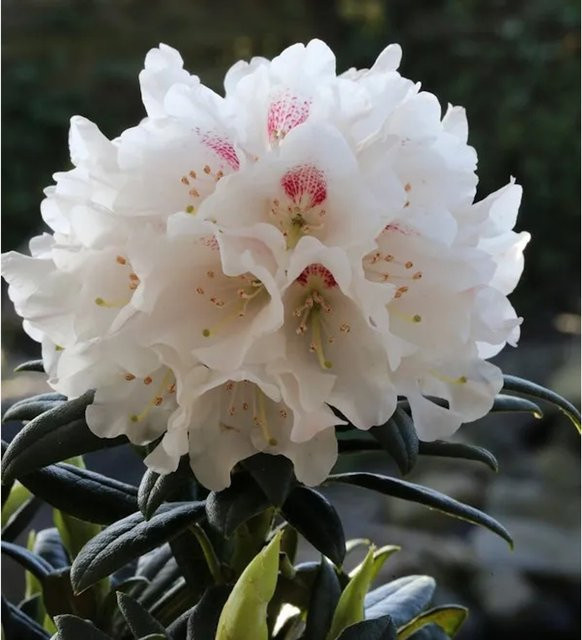 Wildart Rhododendron Roxieanum Blewbury grüner Strauch für den Garten - Bild 1