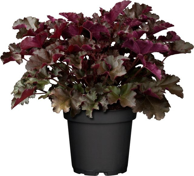 Heuchera Purpurglocke Dunkelrot Staude von GROW by OBI, Topf-Durchmesser: 13 cm - Bild 1