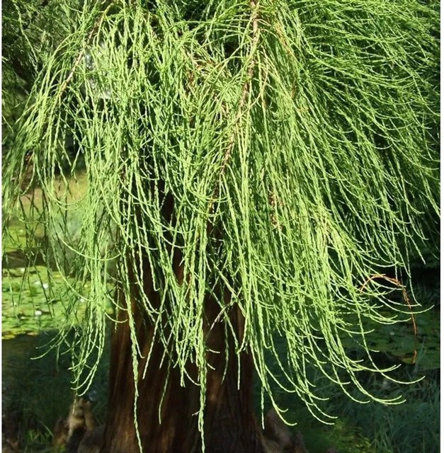 Hochstamm Sumpfzypresse Cascade Falls Taxodium distichum, grün, Höhe: 100-125 cm - Bild 1