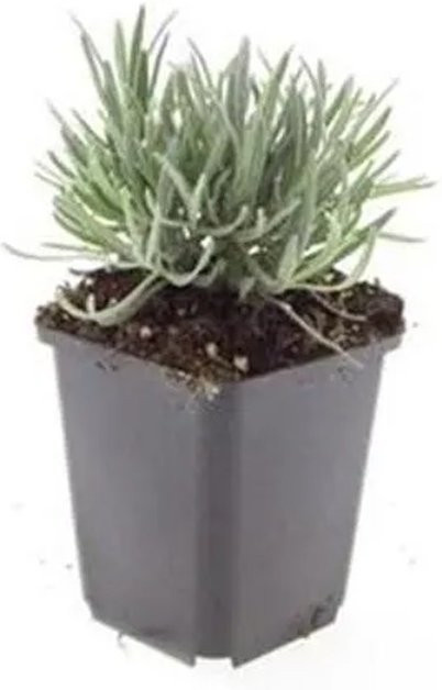 Exotenherz Lavandula Intermedia Weisser Provence Lavendel Set mit 12 Pflanzen im 9cm Topf - Bild 1