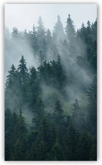 Walllux Duschrückwand Tannenwald in Holzoptik aus Alu-Verbund, Farbe: Grün, Breite: 150 cm, Höhe: 255 cm, Stärke: 3 mm - Bild 1